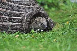 Close-up of a hedgehog emerging from a woven shelter in a grassy outdoor setting. jigsaw puzzle