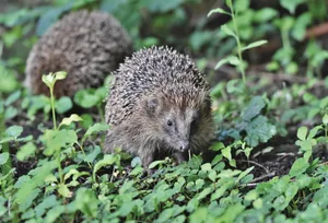 Two European hedgehogs exploring a lush garden during summer, showcasing wildlife behavior. jigsaw puzzle