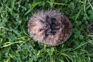 A curled-up hedgehog resting on dewy green grass observed from above. jigsaw puzzle
