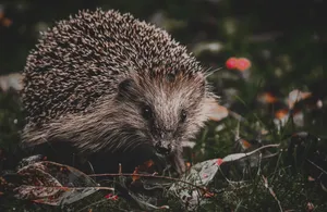 Adorable hedgehog on grass with autumn leaves, captured in vibrant detail. jigsaw puzzle