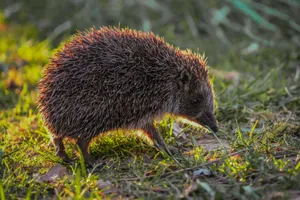 A hedgehog photographed in its natural environment during daylight hours. jigsaw puzzle