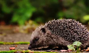 A cute hedgehog foraging for food in a lush outdoor setting, among leaves and moss. jigsaw puzzle