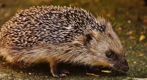 A detailed close-up of a wild European hedgehog with its spiny coat in an outdoor setting. jigsaw puzzle