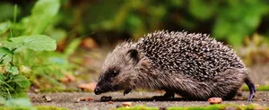 Adorable hedgehog in garden setting, highlighting its natural habitat. jigsaw puzzle