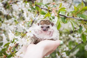 Adorable hedgehog resting in hands surrounded by spring blossoms. jigsaw puzzle
