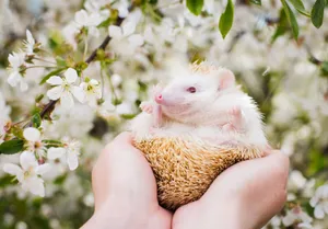 Cute albino hedgehog in hands against a backdrop of springtime cherry blossoms. jigsaw puzzle