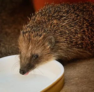 Close-up of a hedgehog sipping water indoors, highlighting its spines. jigsaw puzzle