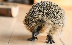 Close-up of a European hedgehog on a wooden floor, showcasing its spiky exterior and curious expression. jigsaw puzzle
