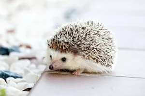 Close-up of a cute hedgehog with prickly spikes on a sunny outdoor setting. jigsaw puzzle