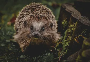 A charming close-up of a European hedgehog exploring a natural setting, surrounded by grass and logs. jigsaw puzzle