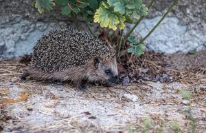 A European hedgehog exploring a garden area during daylight. jigsaw puzzle