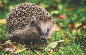 Adorable hedgehog with prickly spines in green grass, showcasing nature's beauty. jigsaw puzzle