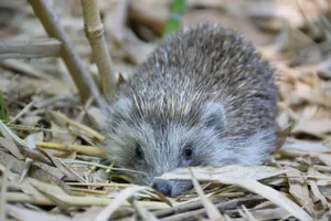 Close-up of a European hedgehog nestled among dry leaves in Budapest, Hungary. jigsaw puzzle