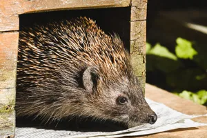 A detailed photograph of a hedgehog peeking out from a wooden shelter in a garden setting. jigsaw puzzle