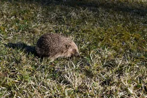 A European hedgehog foraging on a grassy field in natural light, showcasing its spiny back. jigsaw puzzle