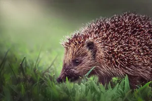 Adorable hedgehog wandering through lush green grass, close-up outdoor shot. jigsaw puzzle