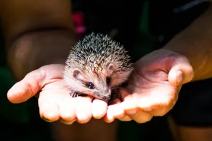 Close-up of a hedgehog resting in open hands, highlighting its spikes and cute facial features. jigsaw puzzle