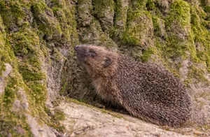 Close-up of a hedgehog nestled against moss-covered rocks, showcasing its natural habitat. jigsaw puzzle