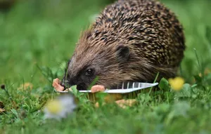 A close-up of a hedgehog eating food in lush green grass, showcasing its spiny back. jigsaw puzzle