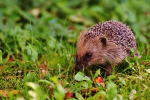 Close-up of a cute hedgehog exploring lush grass outdoors. Perfect for wildlife enthusiasts. jigsaw puzzle
