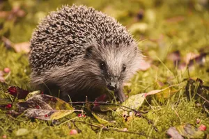 Close-up of a European hedgehog (Erinaceus europaeus) on mossy ground in autumn. jigsaw puzzle