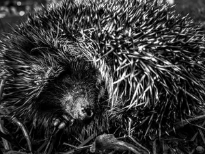 Detailed black and white image of a hedgehog curled up, showcasing its spines. jigsaw puzzle