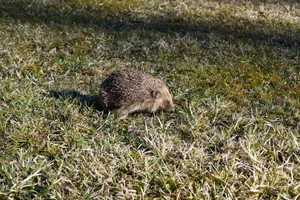 A hedgehog walking on a sunlit grassy field, showcasing natural wildlife. jigsaw puzzle