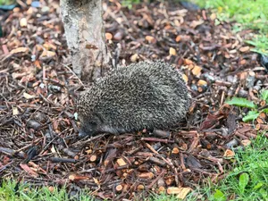 A European hedgehog resting in a garden on mulch, showcasing its natural habitat. jigsaw puzzle