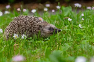 A European hedgehog exploring a grassy garden with flowers in full bloom. jigsaw puzzle