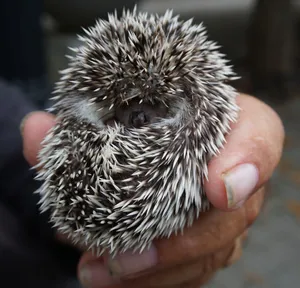 Adorable hedgehog curled up in a hand, displaying its spiky exterior. jigsaw puzzle