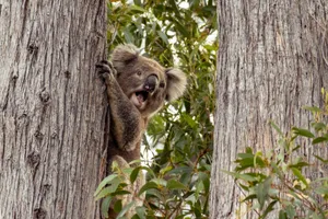 A curious koala climbs between trees in Yarra Glen, Australia, showcasing its natural habitat. jigsaw puzzle