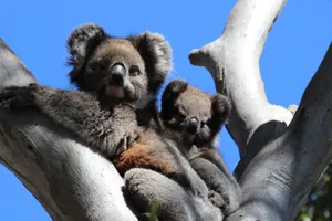 Two adorable koalas resting on a tree branch under a clear blue sky. jigsaw puzzle
