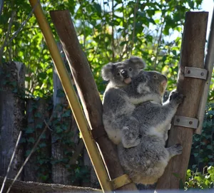 Two koalas climbing wooden poles surrounded by lush greenery in an outdoor setting. jigsaw puzzle
