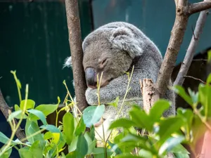 A serene koala sleeping on a eucalyptus tree branch surrounded by lush green leaves. jigsaw puzzle