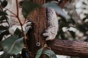 Close-up of a koala holding tree trunk amidst foliage, showcasing its natural habitat. jigsaw puzzle