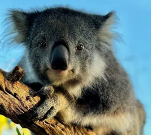 Adorable koala perched on a branch in Werribee South, showcasing its natural habitat. jigsaw puzzle