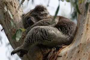 A koala peacefully sleeping in a eucalyptus tree, showcasing natural wildlife behavior. jigsaw puzzle
