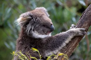 A close-up of a koala bear climbing a tree, showcasing its fur and natural habitat. jigsaw puzzle