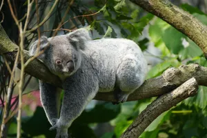 A serene koala lounging on a tree branch against a lush green background. jigsaw puzzle