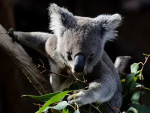Captivating image of a koala munching on eucalyptus leaves in its natural habitat. jigsaw puzzle