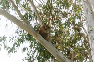 A serene koala resting amidst lush eucalyptus branches in Gold Coast, Australia. jigsaw puzzle
