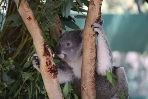 A cute koala bear climbing eucalyptus trees in Whiteman, Australia. jigsaw puzzle