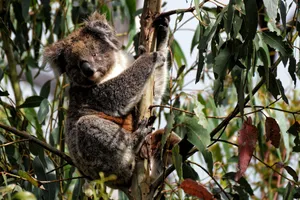 Adorable koala nestled in a eucalyptus tree, surrounded by lush leaves. jigsaw puzzle