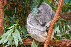 Captivating image of a sleeping koala nestled in eucalyptus branches in Brisbane. jigsaw puzzle
