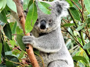 Adorable koala bear clinging to a eucalyptus tree in its natural habitat. jigsaw puzzle