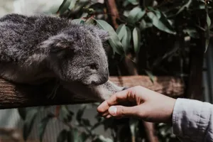 A charming image of a koala reaching out to a human hand in Oxenford, QLD, Australia. jigsaw puzzle