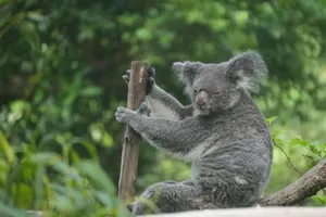Adorable koala clinging to a tree in a lush, green forest setting. jigsaw puzzle