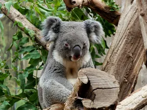 A koala resting among eucalyptus trees, showcasing its natural habitat. jigsaw puzzle