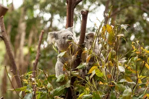 A koala enjoying eucalyptus leaves in its natural Australian habitat, showcasing wildlife behavior. jigsaw puzzle
