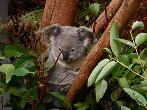 A koala nestled comfortably among eucalyptus leaves, showcasing its natural habitat. jigsaw puzzle
